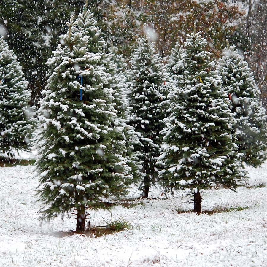 The Best Christmas Tree Farms in Mystic Country Visit CT